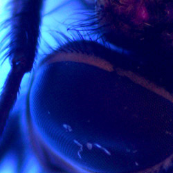 Ein Fliegenauge mit dem UV-USB-Mikroskop PCE-MM 200UV mikroskopiert
