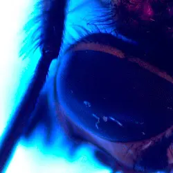 UV Mikroskop Anwendung Fliegenauge.