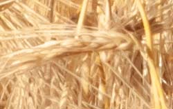 Grain moisture meter on usage at grain cereals.