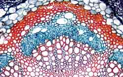 Imagem nítida de uma célula