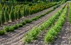 Uso do medidor agrícola para solos em um viveiro de árvores.