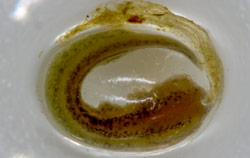 Durchlichtmikroskop bei der Untersuchung eines Bergmolch-embryos.