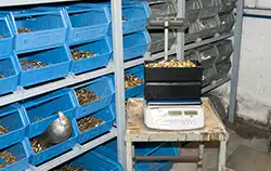 Zählwaage von PCE im Einsatz bei der Inventur.