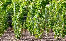 Oechsle Refraktometer mit LED Beleuchtung in der Alkoholbestimmung.