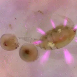UV Mikroskop Anwendung Wasserfloh.