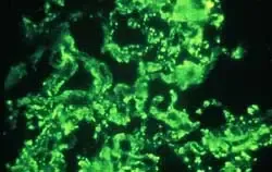 Microscoop Microscopen: fluorescentiefoto