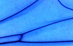 UV Microscope Application