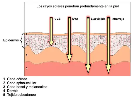 Medidor de radiación - Esquema sobre la influencia de la radiación sobre la piel