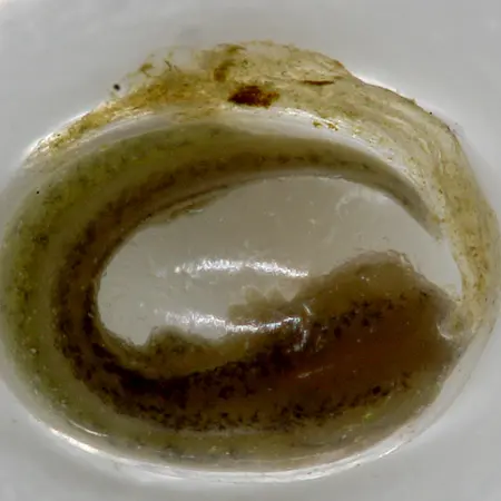 Microscope de laboratoire | Exemple d'utilisation