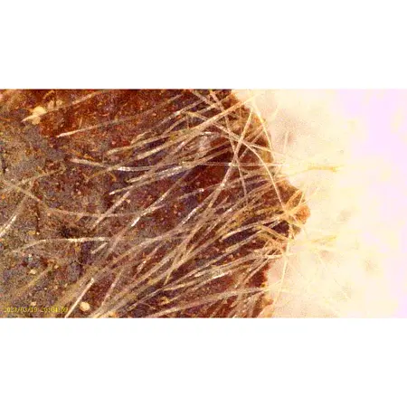 Microscope | Affichage