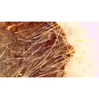 Microscope | Affichage