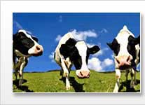 Overview of Animal Weighing Scale