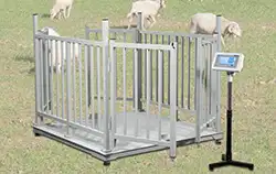 Geeichte Tierwaage für größere Nutztiere z.B. Schafe.