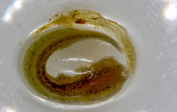 Application possible de la caméra d'inspection.