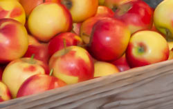 Brix sugar refractometer PCE-DRC 2 with an apple.