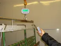 Crane Scales Application picture