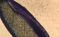 Uso del microscopio da laboratorio