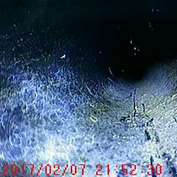 Immagine catturata dal videoscopio