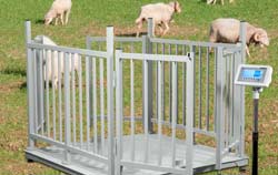 Waga inwentarzowa- ważenie żywego inwentarza-owce / Aplikacja