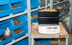 Uso de uma balança com contador de PCE durante um inventário.