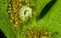 Uso do microscópio com luz ultravioleta