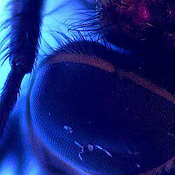 Microscópio Imagem de uso