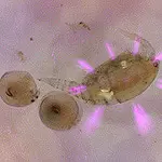 Microscópio Imagem de uso