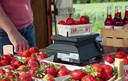 Çilek Satış Standında Damgalı Masaüstü Terazi.