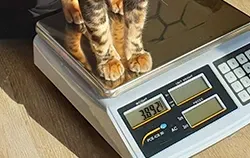 Bir kedi, ağırlık kontrolü amacıyla Hayvan Baskülü kullanılarak tartılmaktadır.
