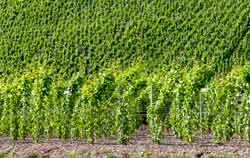 Application of wine Refractor in wine growing.